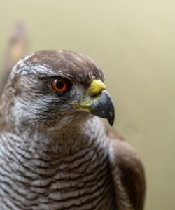 Bussard