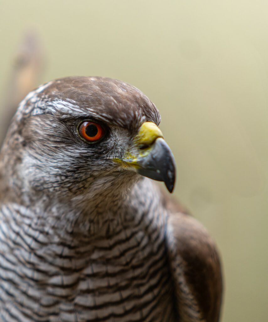 Bussard